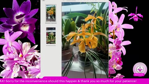Monthly Q&A FAQ May 2025 Comments Review Orchid Related or Not Diverse Topics #ninjaorchids