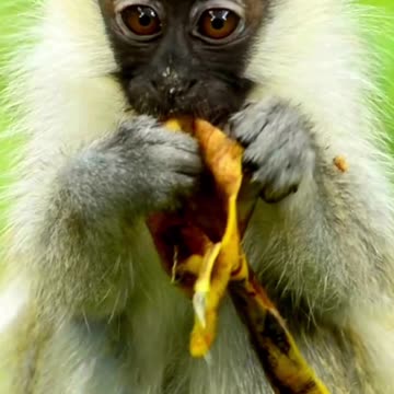 Bananas Make This Baby Monkey "Peel" Good! 🐒🍌 | Sounds of Nature