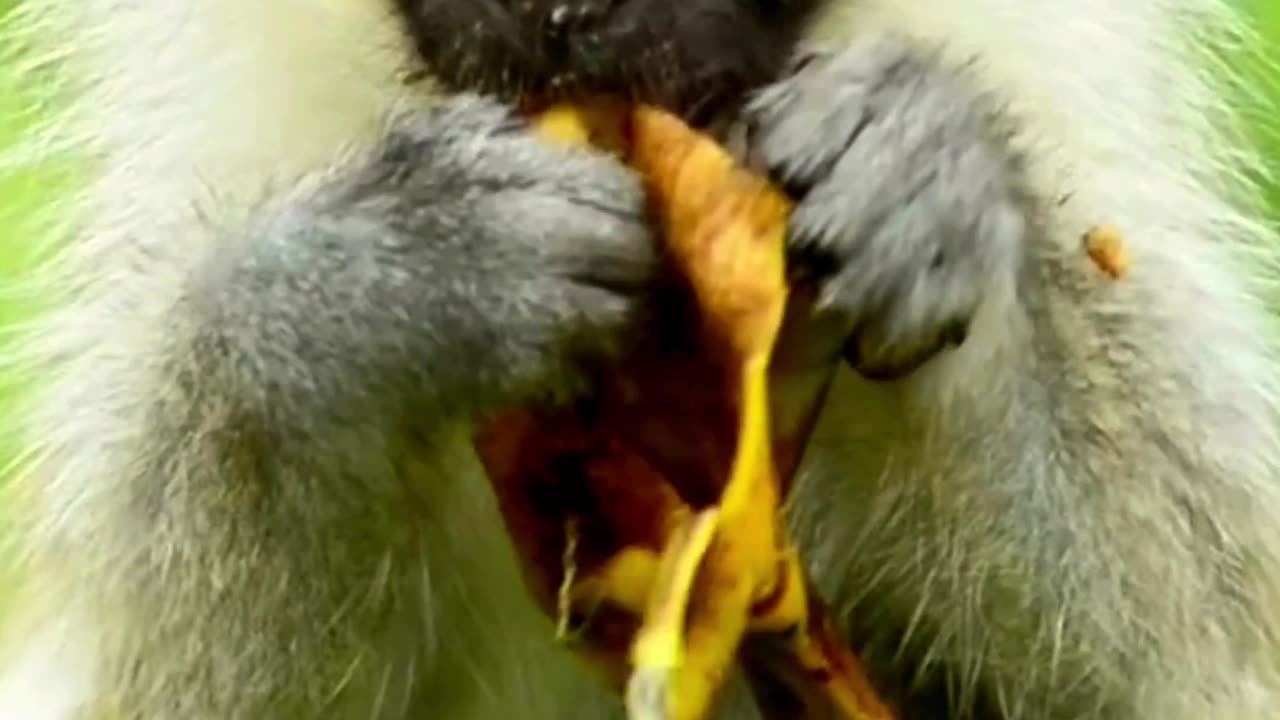 Bananas Make This Baby Monkey "Peel" Good! 🐒🍌 | Sounds of Nature