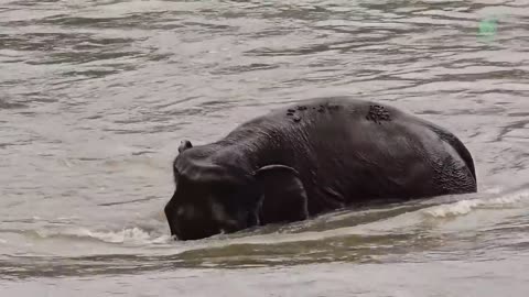 Inspiring Moment: Disabled Elephant Plays Like Never Before