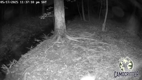 CamoCritter Critter Cam Live Stream