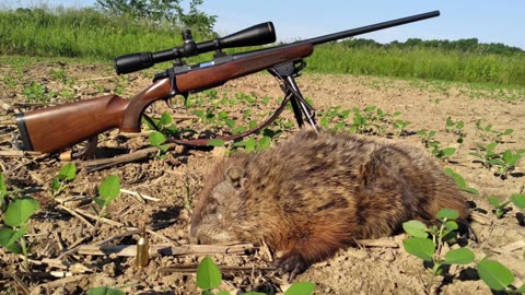 A Quick Groundhog Hunt