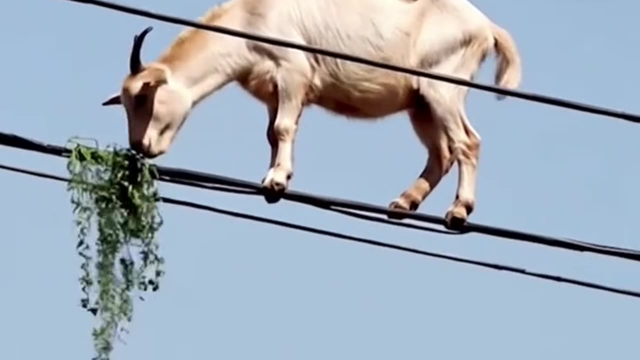 How did you get on top of the goat?