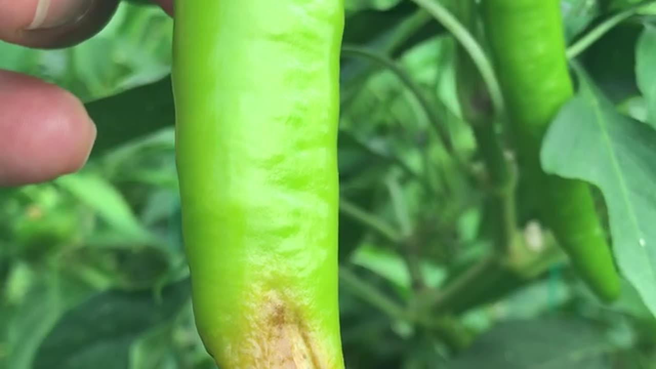 Sunscald in Peppers on Long Peppers