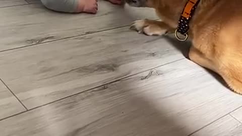 Nervous Dog Gives New Baby a Kiss __ ViralHog
