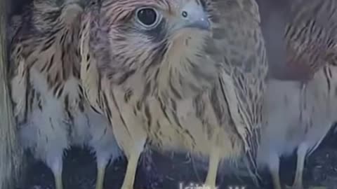 😂 This Animal's Reaction is Hilarious! | FunFM