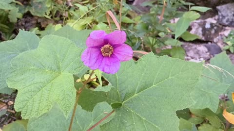 Flowering Raspberry