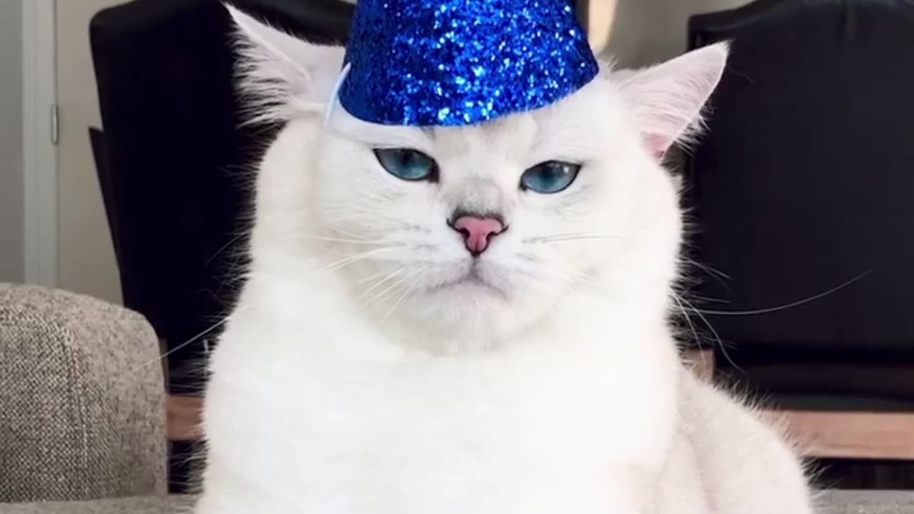 cat funny