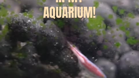 My aquarium is infested! #planaria