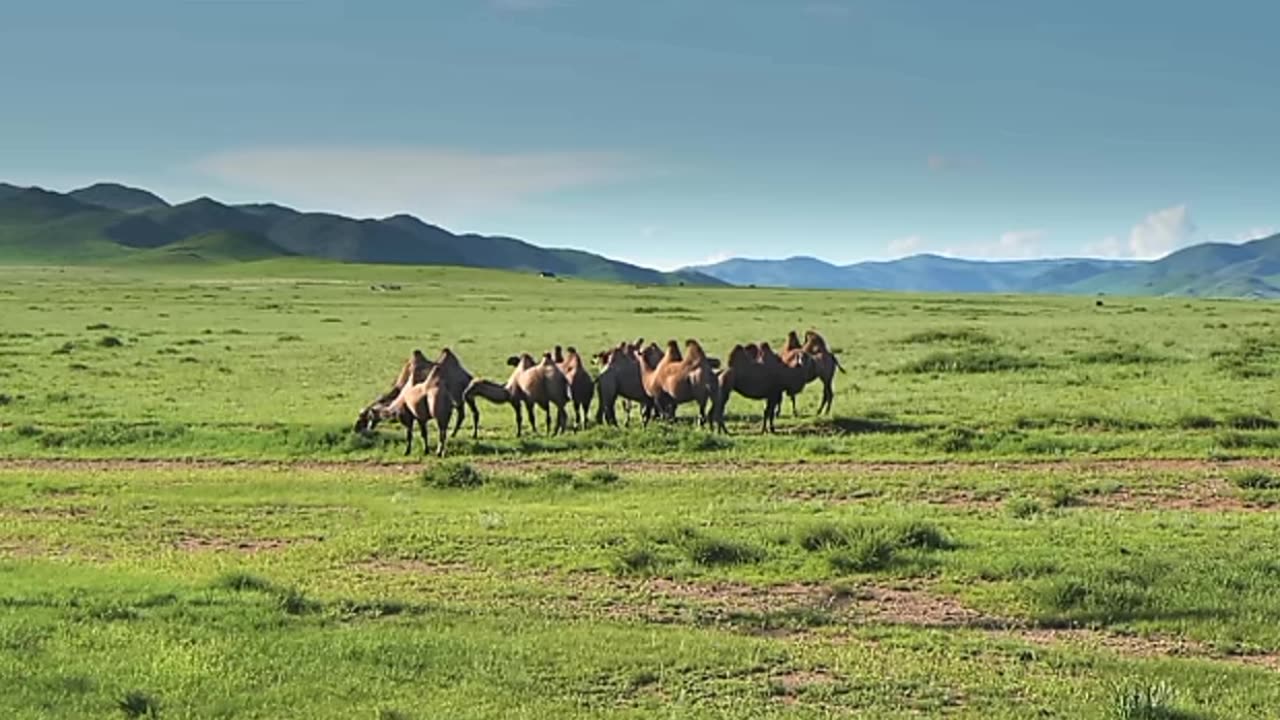 Wildlife Wonders in 4K - Stunning Animals from Around the World | Relaxing Nature Sounds"