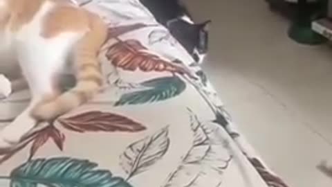 This man teaches you how to say “come here” to a cat in its own language.