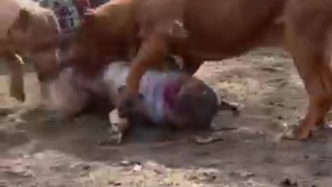 animals
