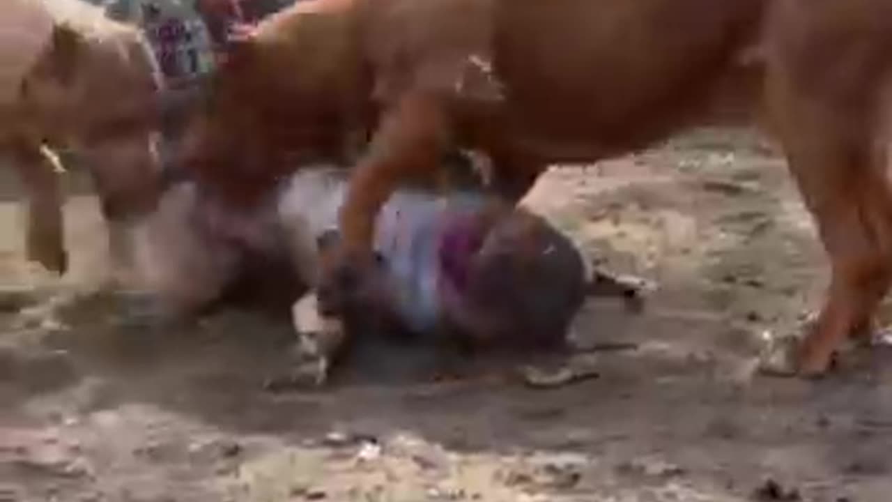 animals
