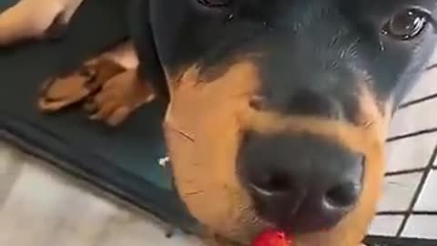 #tiktok #fyp #funny #funnyvideos #funnyclips #funnydogs #pets