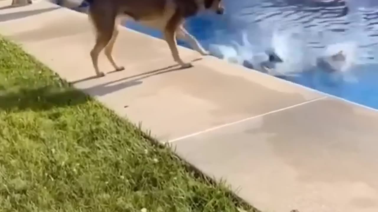 Funny Animals 2025 😂😂