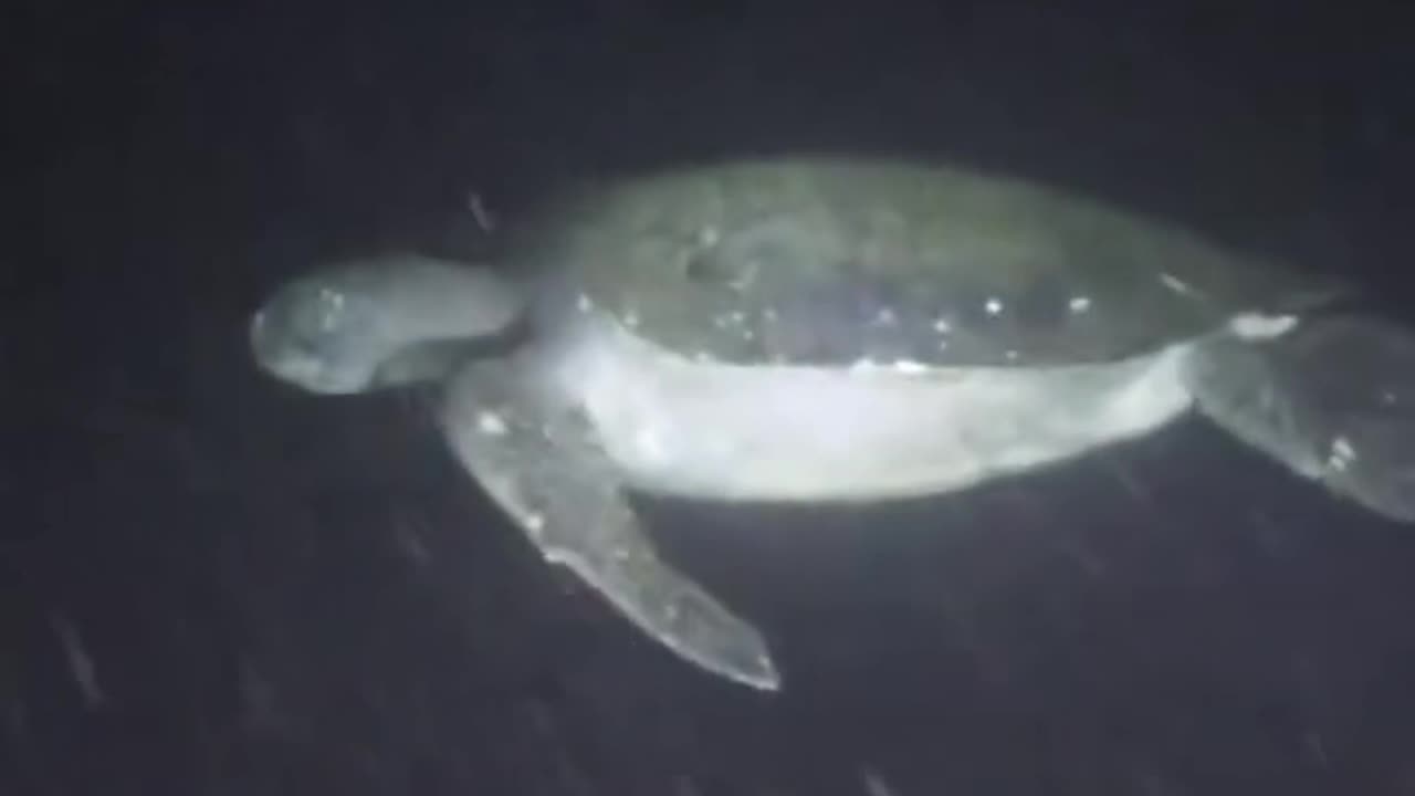 Turtle: You come to my house late at night and shine a flashlight in my face?