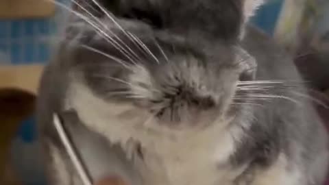 ❤️ 💥more such 😍 videos can be found here at CuteAndFunVideos ❤️