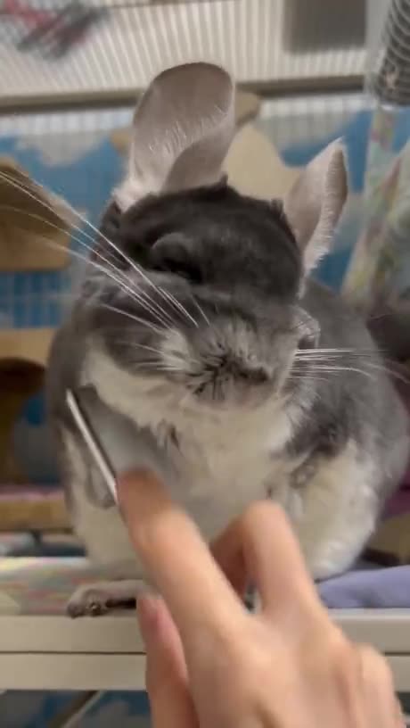 ❤️ 💥more such 😍 videos can be found here at CuteAndFunVideos ❤️