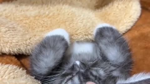 So Cute 😽