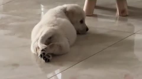 Cute cat