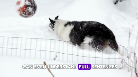 Dog Video Tricks