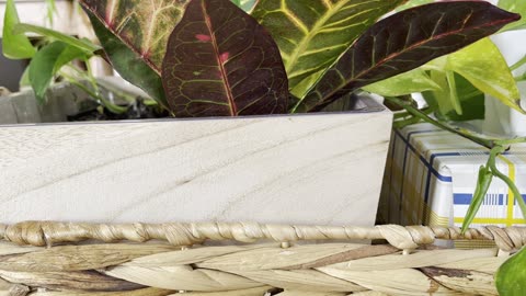 Can you imagine this?