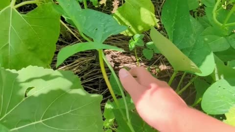 Do Deer Like Cow Peas?