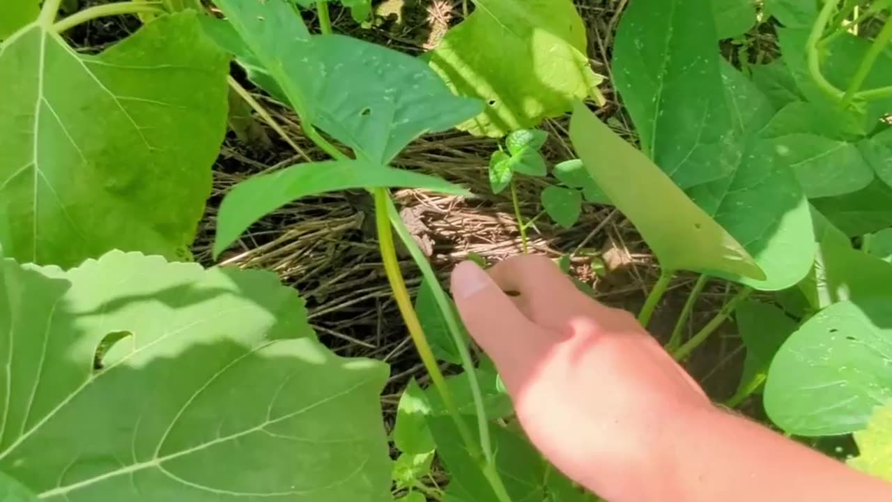 Do Deer Like Cow Peas?