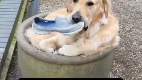 Dog mischief