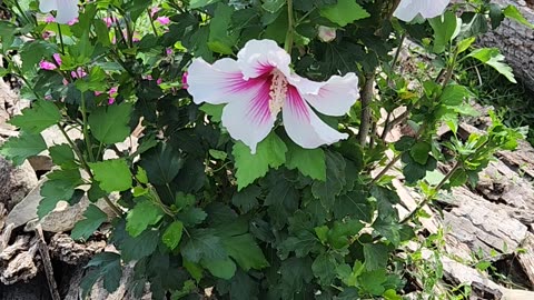 Year 3 Proven Winners Korean Style Rose of Sharon.