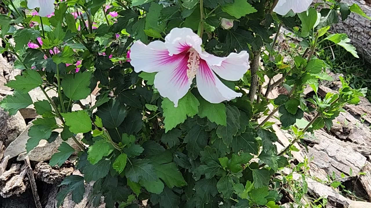 Year 3 Proven Winners Korean Style Rose of Sharon.