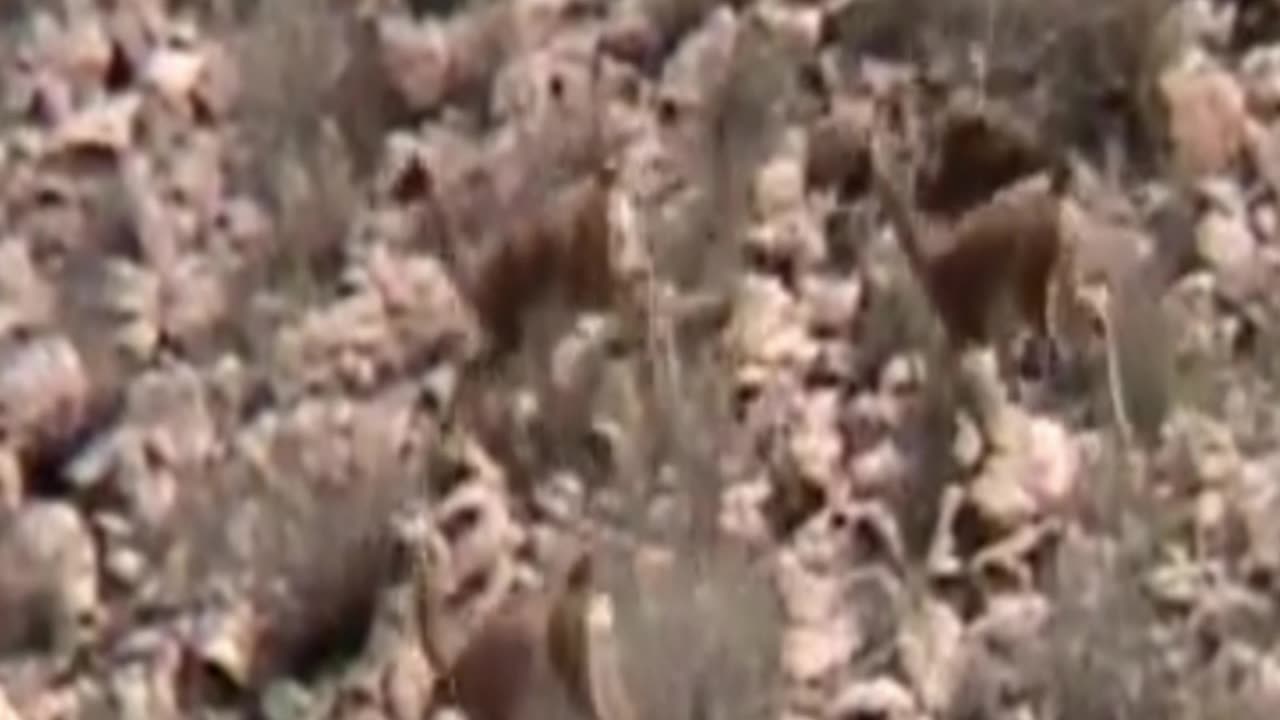 guanaco