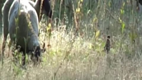 sheep