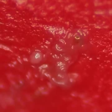 Lipstick under the Microscope