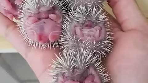 Pregnant hedgehog rescue #