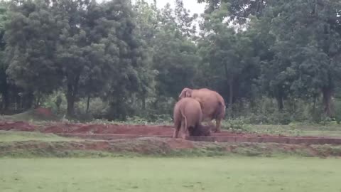 WILD LIFE