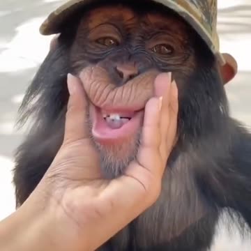 Look at his face 🐵 Cute Monkey