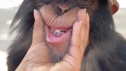Look at his face 🐵 Cute Monkey