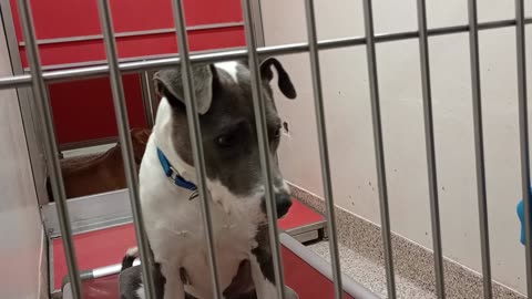 Connie 4y A870894 Sweetie Boi 1y A861530 kennel 114 PACC shelter_20250924_151940787