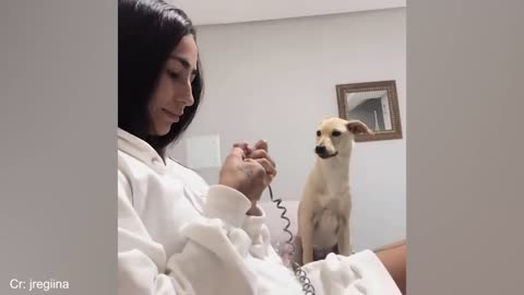 The Funniest Animal Videos