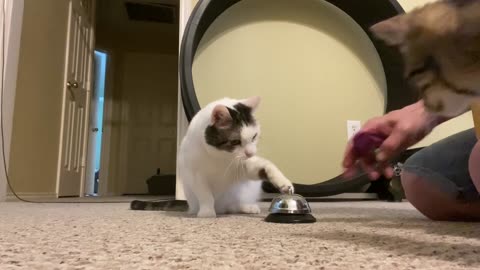 How to train a cat like a dog #1