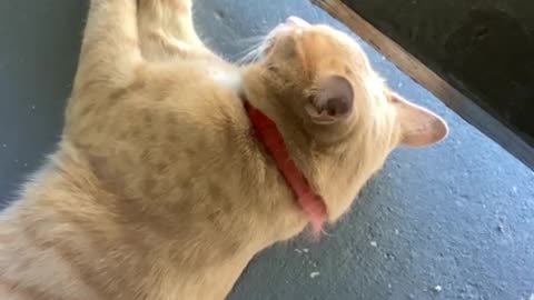 My super cute cat 🐈 soooo cute ☺️!