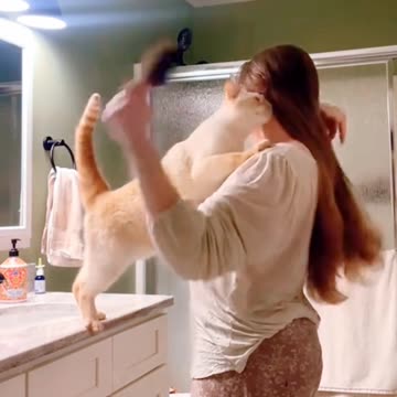 Cat Comedy Chaos|☺️😊🤣🤣🤣