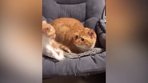 Funny Animal Videos 2025 - Funny Dogs and Cats - Funny Animal Videos 6