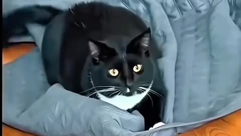 Funny animals