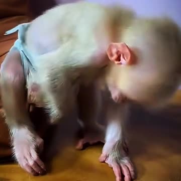 Amazing monkey video 🐒| funny video| animal