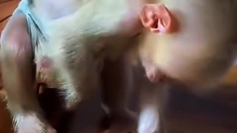 Amazing monkey video 🐒| funny video| animal