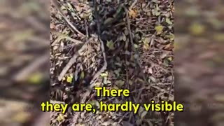 Ukraine war combat 11/12/25