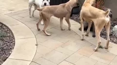 animals