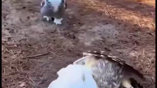 Woe Day 79. I am in the ark. Waiting for GOD to open the Door for a spring/summer Pentecost rapture